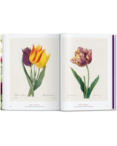 Redoute. The Book of Flowers (40th Edition) - 7