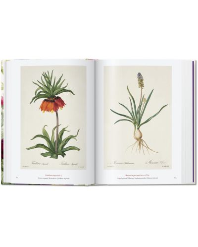 Redoute. The Book of Flowers (40th Edition) - 3