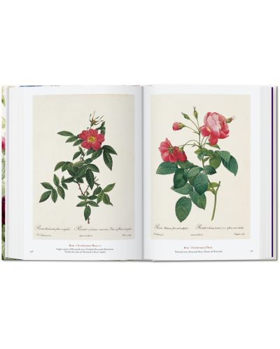 Redoute. The Book of Flowers (40th Edition) - 5