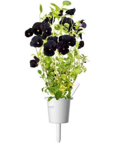 Semințe Click and Grow - Black pansy, 3 rezerve - 3