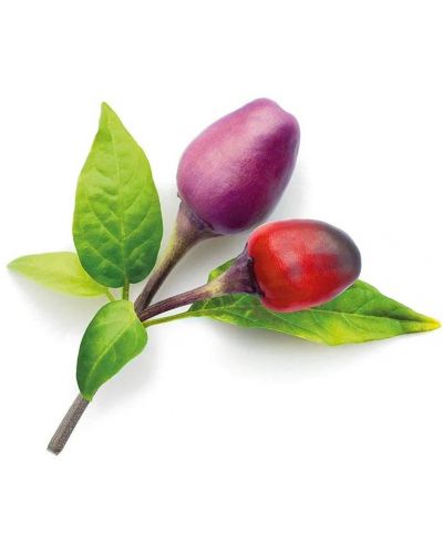 Semințe Click and Grow - Ardei iute violet, 3 rezerve - 2