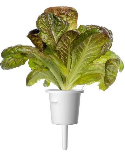 Semințe Click and Grow - Red Romaine lettuce, 3 rezerve - 2
