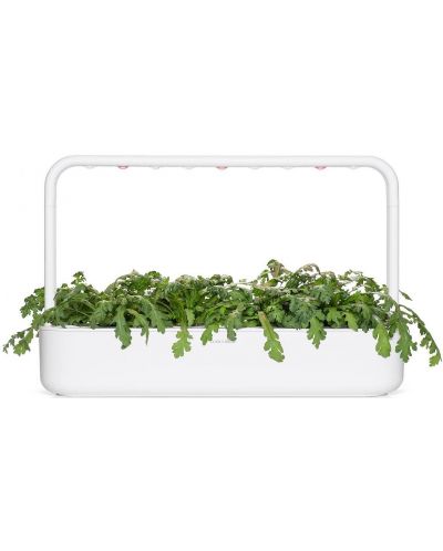 Semințe  Click and Grow - Salata de crizanteme Shungiku, 3 rezerve - 6