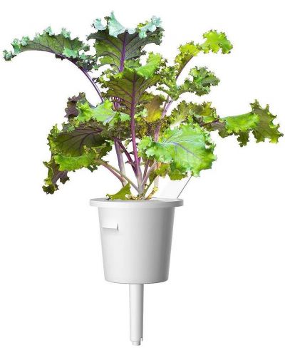 Semințe Click and Grow - Red kale, 3 rezerve - 3