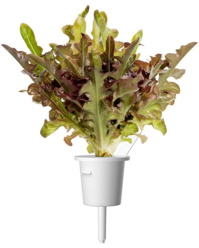 Semințe Click and Grow - Salata verde rosie Frunza de stejar, 3 rezerve - 2
