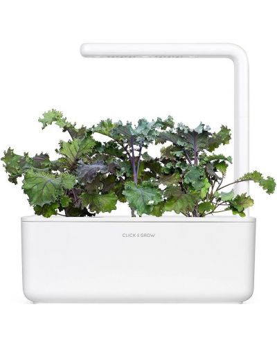 Semințe Click and Grow - Red kale, 3 rezerve - 5