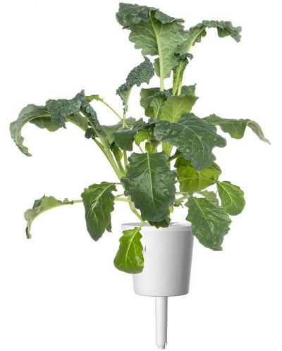 Semințe Click and Grow - Italian Kale, 3 rezerve - 5
