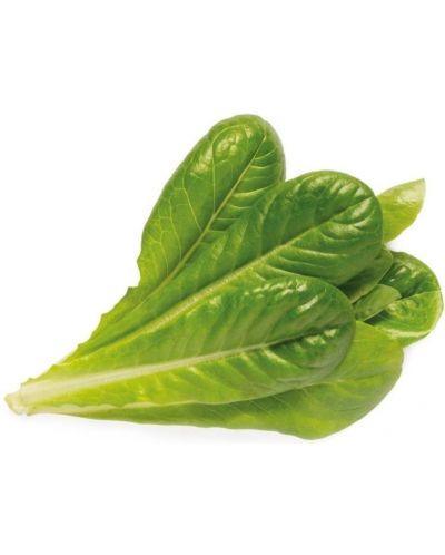 Semințe Click and Grow - Lettuce Romain, 3 rezerve - 2