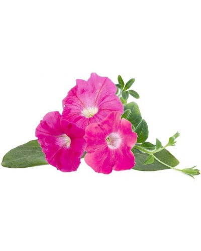 Semințe Click and Grow - Pink petunia, 3 rezerve - 2