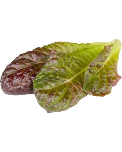 Semințe Click and Grow - Red Romaine lettuce, 3 rezerve - 1