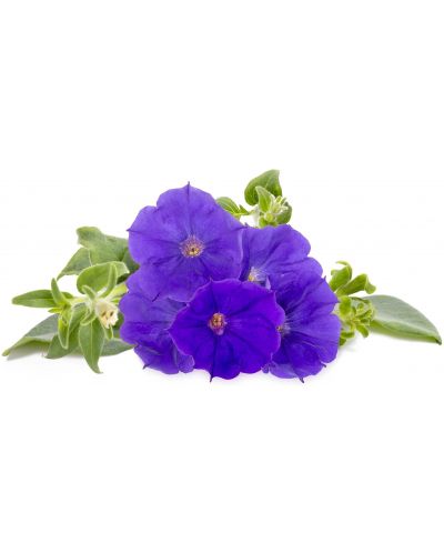 Semințe Click and Grow - Petunia albastră, 3 rezerve - 2