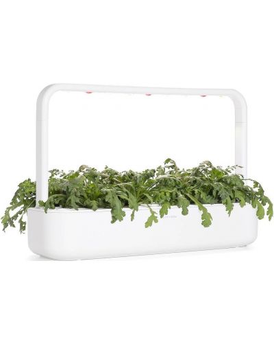 Semințe  Click and Grow - Salata de crizanteme Shungiku, 3 rezerve - 5