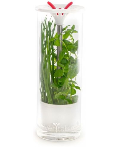 Recipient din sticlă pentru depozitarea condimentelor proaspete Veritable - 25,5 x 9,5 cm - 1
