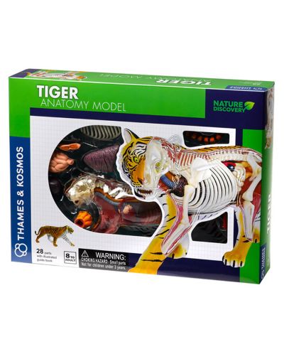 Set pentru copii Kosmos - Anatomia tigrului - 1