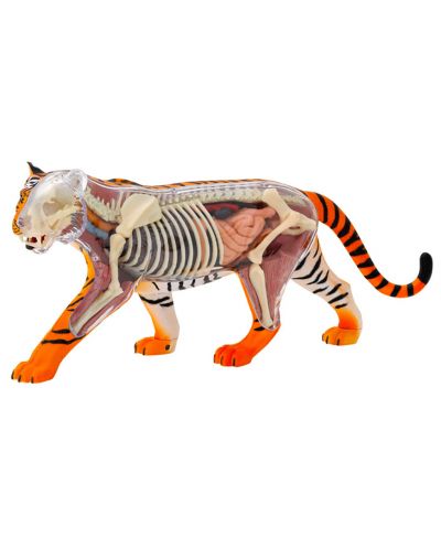 Set pentru copii Kosmos - Anatomia tigrului - 4