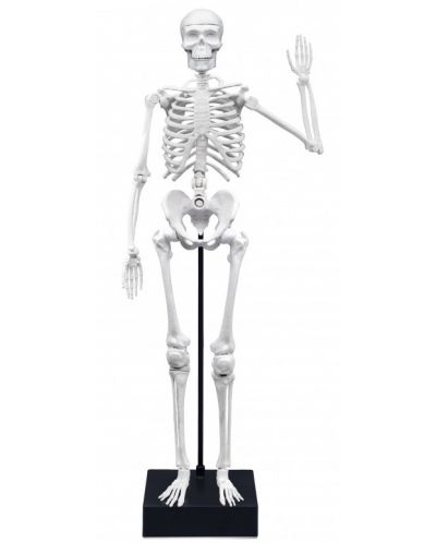 Set creativ Buki France - Creează-ți singur schelet uman - 3