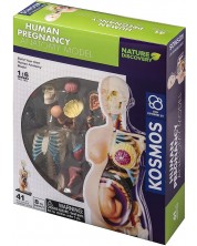 Set de asamblat pentru copii Thames & Kosmos - Anatomia sarcinii umane