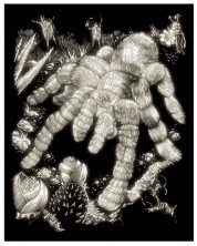 Set de gravură Royal - Tarantulă, 20 x 25 cm -1