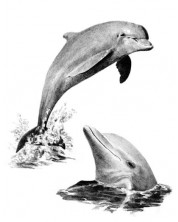 Set de pictură grafică Royal - Delfini, 23 x 30 cm