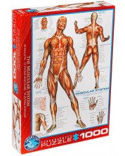 Puzzle Eurographics de 1000 piese - Sistem muscular