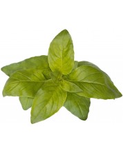 Semințe Click and Grow - Lime Basil, 3 rezerve -1