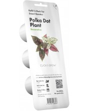 Semințe Click and Grow - Polka Dot plant, 3 rezerve -1