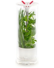 Recipient din sticlă pentru depozitarea condimentelor proaspete Veritable - 25,5 x 9,5 cm -1