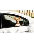 Beverly Hills Chihuahua (DVD) - 2t