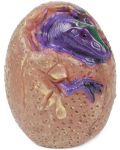 Jucărie Ttoys - Baby dinozaur în ou, asortiment - 4t