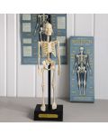 Jucarie pentru copii Rex London - Model anatomic al unui schelet - 4t