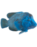 Figurină Mojo Sealife - mreană albastră - 2t