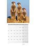 Calendar  Ackermann - Meerkats, 2023 - 10t