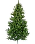 Brad de Crăciun Alpina - Molid sălbatic, 180 cm, Ф 55 cm, verde - 1t