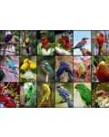 Grafika Puzzle de 1500 de piese - Cele mai frumoase păsări din lume - 2t