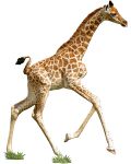 Puzzle Madd Capp de 100 piese - Girafa - 2t