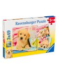 Puzzle Ravensburger din 3 x 49 piese - Labradori draguti - 1t