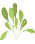 Umplutură sol Veritable - Lingot, Salată, fără OMG - 3t
