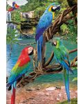 Eurographics Macaws - 2t