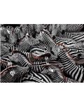 Puzzle Clementoni din 1000 piese - Zebre - 2t