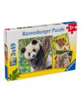 Puzzle Ravensburger din 3 x 49 de piese - Panda, tigru și leu - 1t