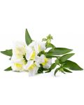 Semințe Click and Grow - White snapdragon, 3 rezerve - 2t