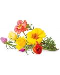 Semințe Click and Grow - Moss Rose, 3 rezerve - 2t