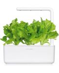 Semințe Click and Grow - Salata verde, 3 rezerve - 3t