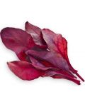 Semințe Click and Grow - Red leaf beet, 3 rezerve - 2t