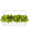 Semințe Click and Grow - Salata verde rosie Frunza de stejar, 3 rezerve - 4t
