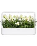 Semințe Click and Grow - White snapdragon, 3 rezerve - 5t