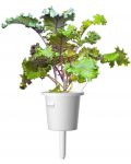Semințe Click and Grow - Red kale, 3 rezerve - 3t
