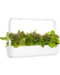 Semințe Click and Grow - Salată roșie, 3 rezerve - 5t