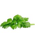 Semințe Click and Grow - Celery leaf, 3 rezerve - 1t