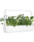 Semințe Click and Grow - Italian Kale, 3 rezerve - 4t